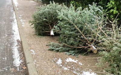 HIGHWAY DEPT. WILL BE PICKING UP CHRISTMAS TREES DURING THE MONTH OF JANUARY