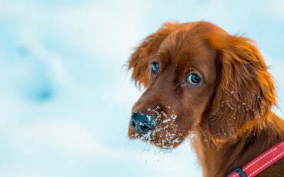 REMINDER OF “DOG SHELTER LAW”:  Frigid cold is coming.  Please protect your pets.