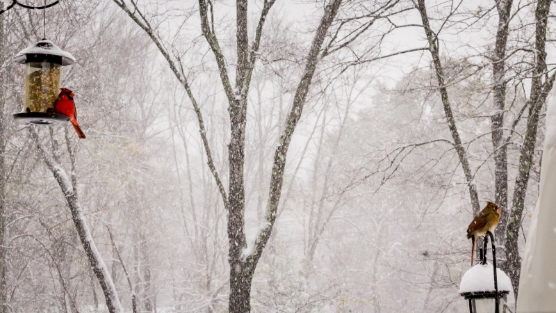 TOWN NEWSLETTER – Winter 2021
