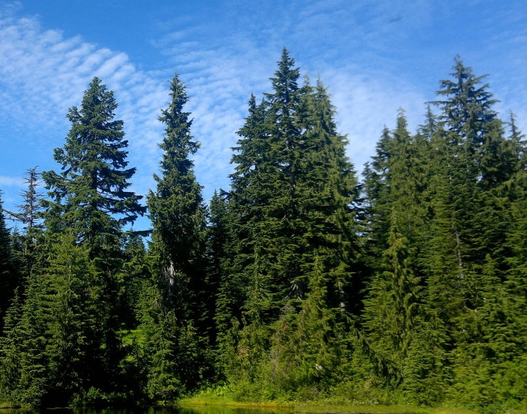 HEMLOCKS ARE UNDER ATTACK: “Hemlock Woolly Adelgid” Is In Our Area