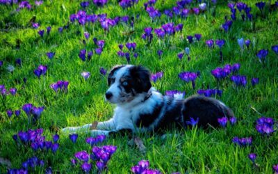 RABIES CLINIC @ BC HUMANE SOCIETY:  5/13/25 – 5:30 p.m. to 7 p.m.