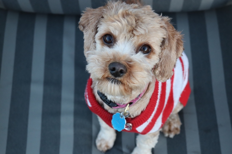 RABIES CLINIC @ BC HUMANE SOCIETY:  6/10/25 – 5:30 p.m. to 7 p.m.