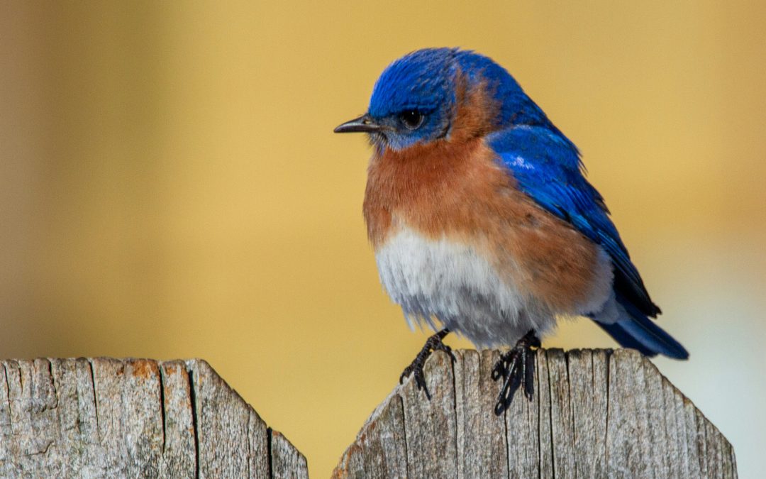 “BUILD A BLUEBIRD HOUSE” – PART 2:  Weds., 3/26/2025