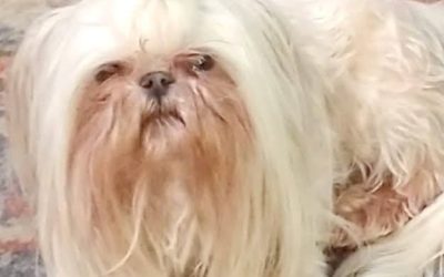 REWARD IS BEING OFFERED FOR A WHITE SHIH-TZU.  Dog has microchip!