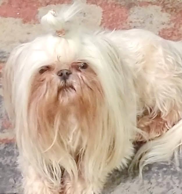 REWARD IS BEING OFFERED FOR A WHITE SHIH-TZU.  Dog has microchip!